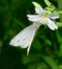Piéride du Navet (La), Papillon blanc veiné de ver Pieris napi (Linnaeus, 1758)