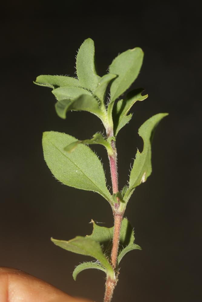 La Saponaire faux-basilic Saponaria ocymoides L., 1753