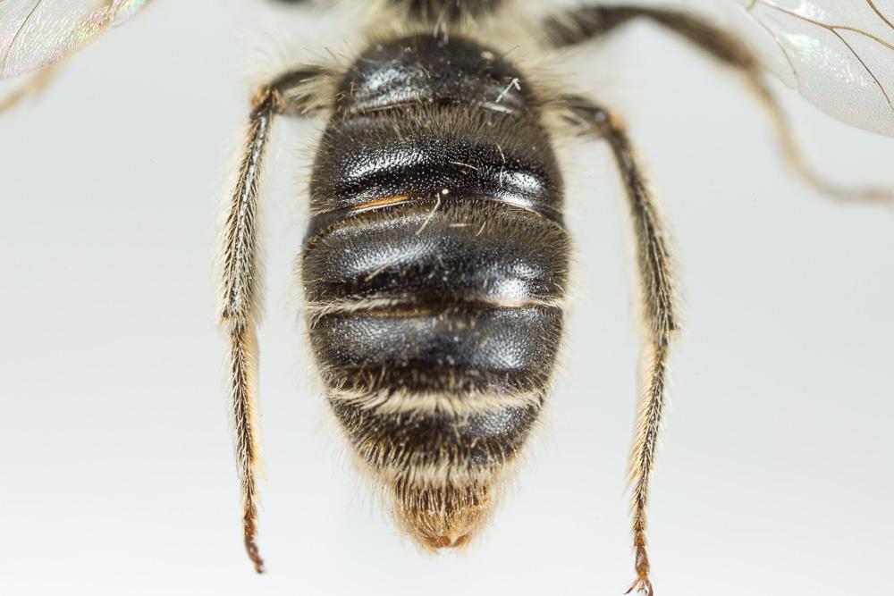 Le  Andrena orbitalis Morawitz, 1871