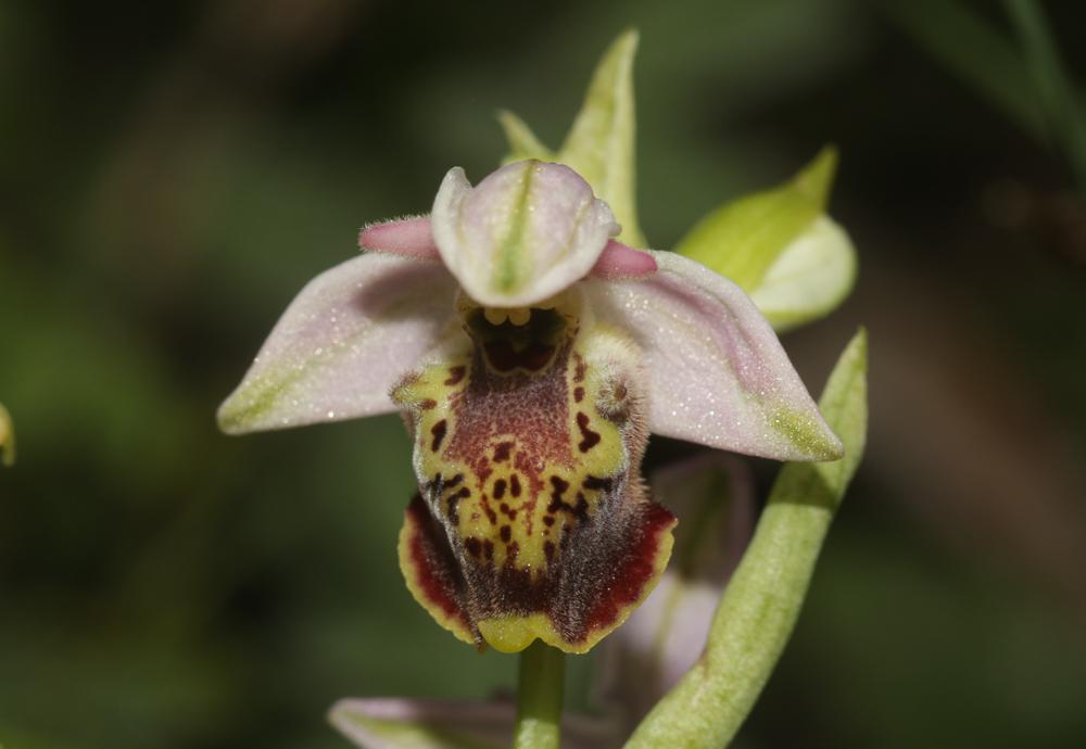Le Ophrys bourdon, Ophrys frelon Ophrys fuciflora (F.W.Schmidt) Moench, 1802