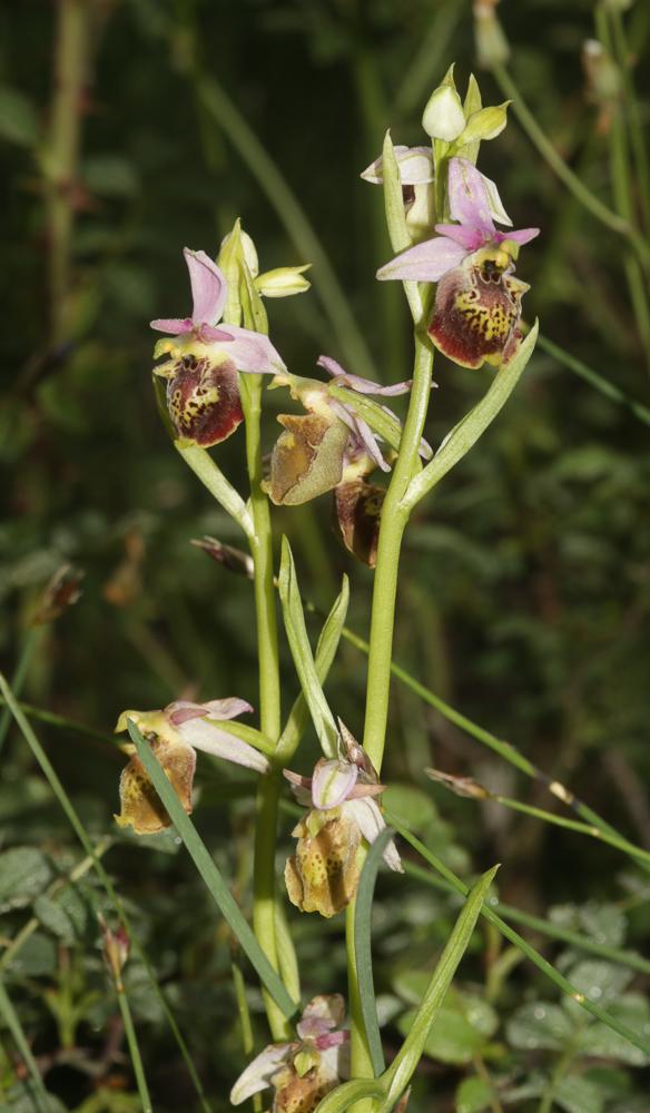 Le Ophrys bourdon, Ophrys frelon Ophrys fuciflora (F.W.Schmidt) Moench, 1802