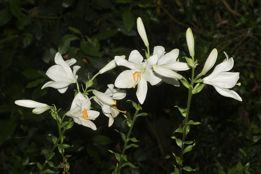 Le Lis blanc Lilium candidum L., 1753