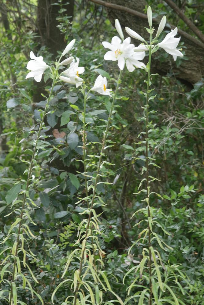 Le Lis blanc Lilium candidum L., 1753