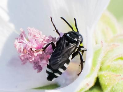  Triepeolus tristis (Smith, 1854)