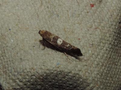  Acrolepiopsis assectella (Zeller, 1839)