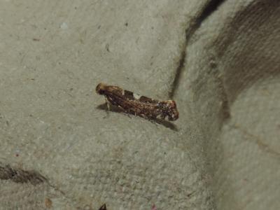  Acrolepiopsis assectella (Zeller, 1839)