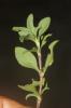Saponaire faux-basilic Saponaria ocymoides L., 1753