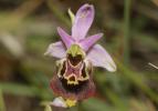 Ophrys bourdon, Ophrys frelon Ophrys fuciflora (F.W.Schmidt) Moench, 1802