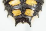  Anthidium septemspinosum Lepeletier, 1841