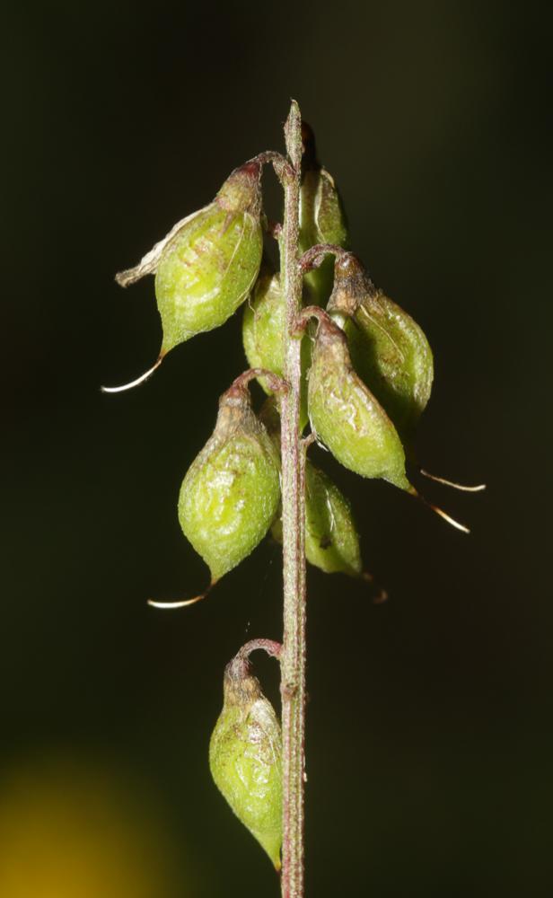 Le Mélilot élevé Trigonella altissima (Thuill.) Coulot & Rabaute, 2013