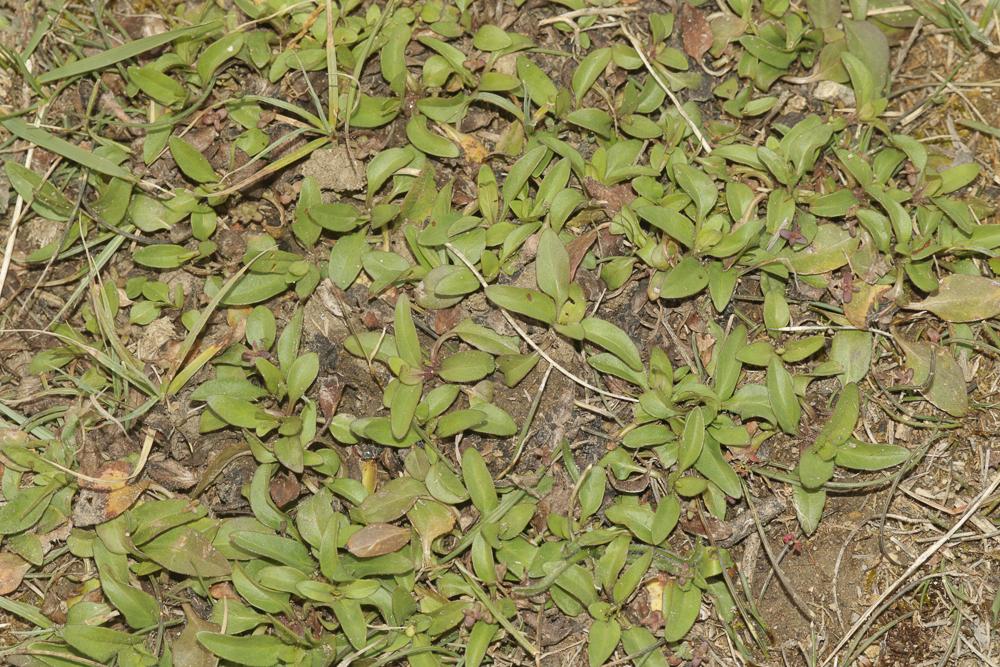 La Brunelle à feuilles d'hysope Prunella hyssopifolia L., 1753