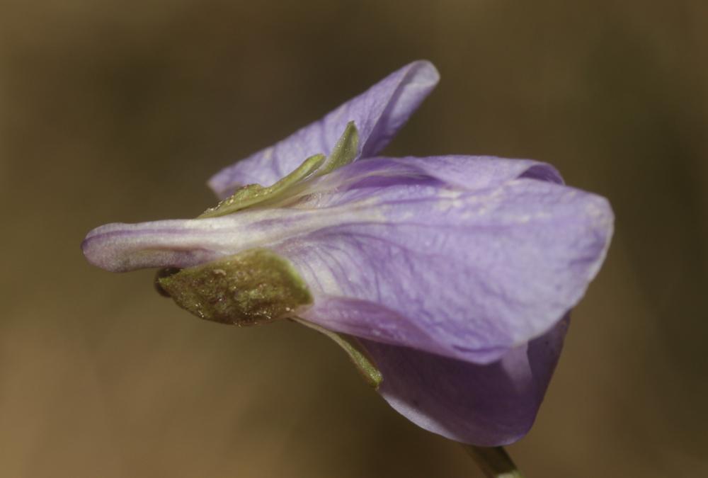 La Violette blanche Viola alba Besser, 1809