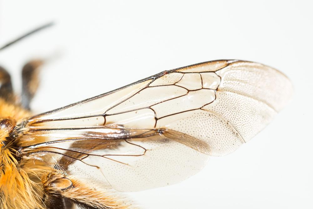 Le Grande anthophore biciliée Anthophora affinis Brullé, 1832