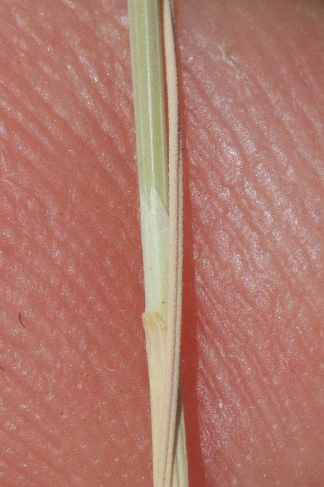 Corynéphore blanchâtre, Canche des sables Corynephorus canescens (L.) P.Beauv., 1812