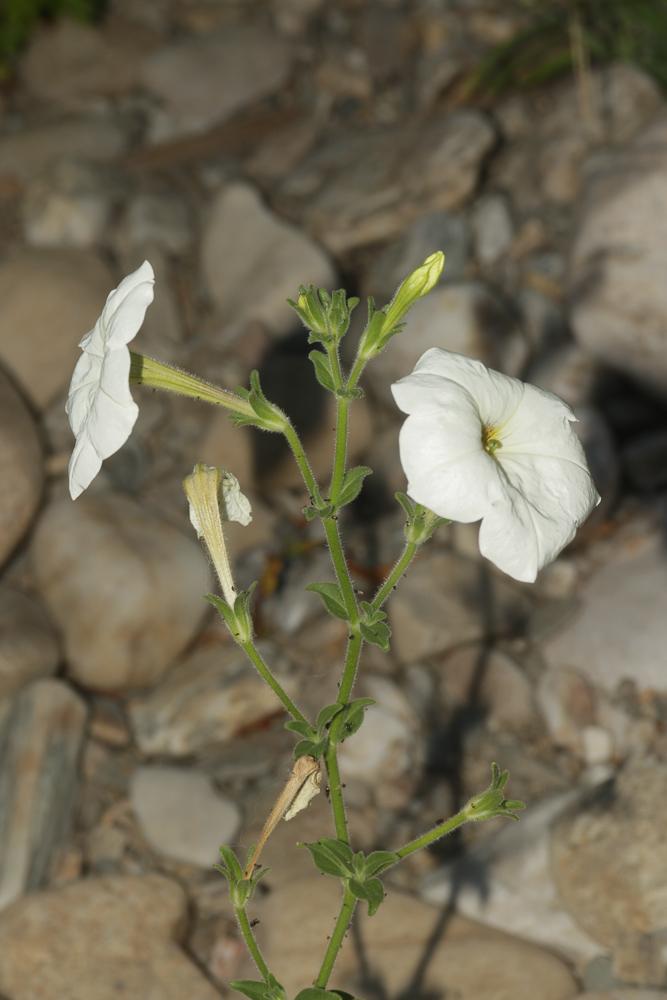 Le Pétunia Petunia axillaris (Lam.) Britton, Sterns & Poggenb., 1888