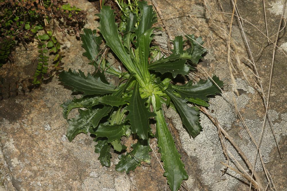 Le Anarrhine à feuilles de pâquerette, Anarrhinante,  Anarrhinum bellidifolium (L.) Willd., 1800