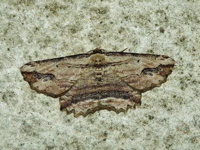 Boarmie pétrifiée (La) Menophra abruptaria (Thunberg, 1792)