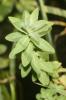 Euphorbe hirsute Euphorbia hirsuta L., 1759