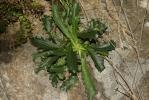 Anarrhine à feuilles de pâquerette, Anarrhinante,  Anarrhinum bellidifolium (L.) Willd., 1800