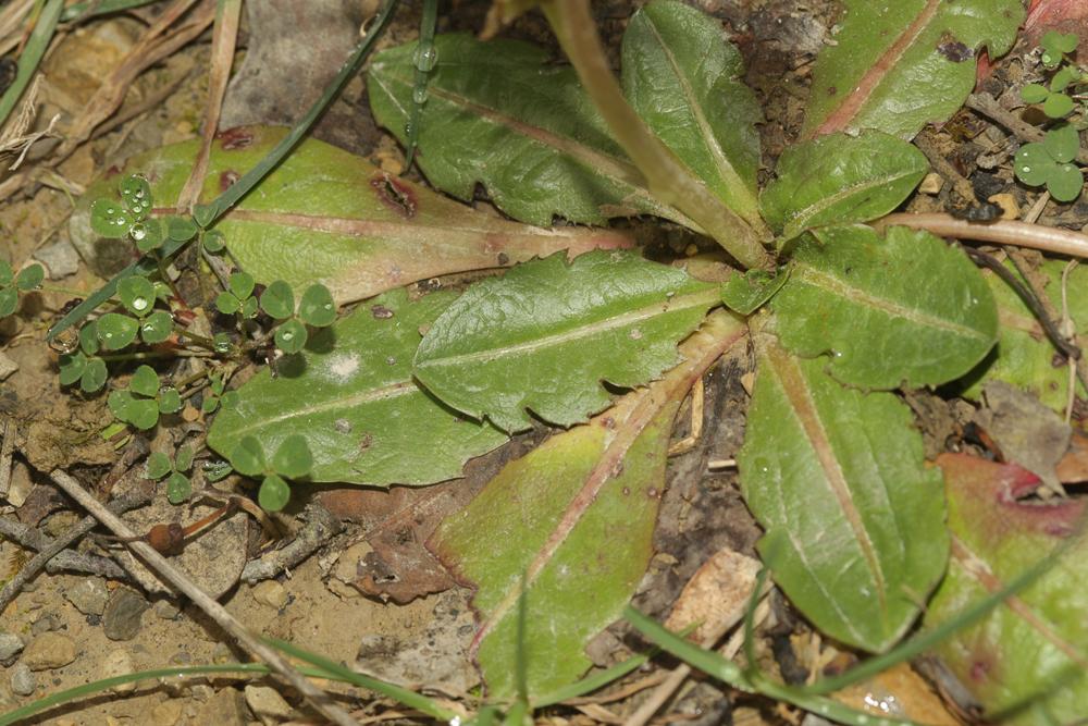 Le Pissenlit à feuilles obovales Taraxacum obovatum (Waldst. & Kit. ex Willd.) DC., 1809