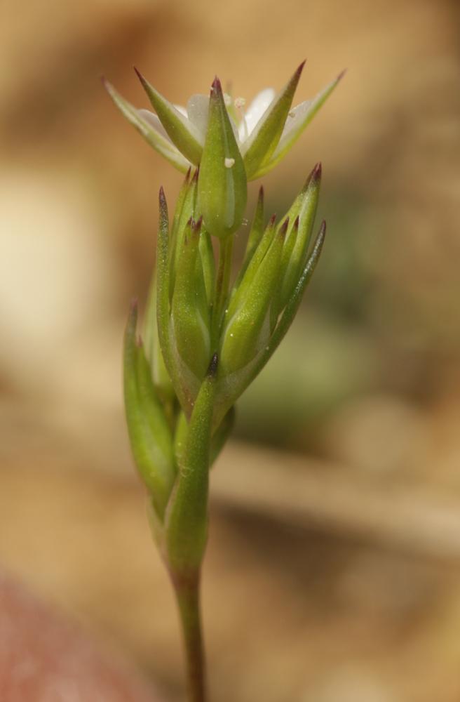 Le Minuartie à petites feuilles Minuartia hybrida subsp. tenuifolia (L.) Kerguélen, 1993