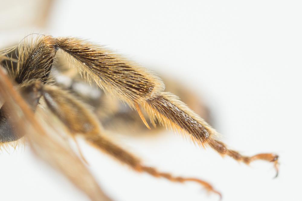  Andrena curvungula Thomson, 1870