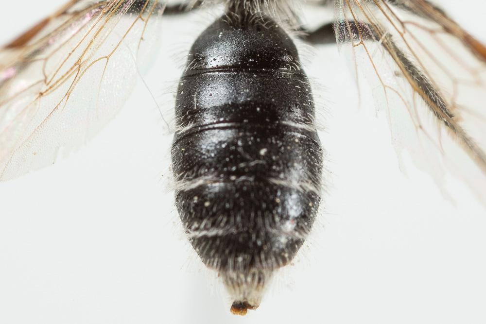  Andrena distinguenda Schenck, 1871
