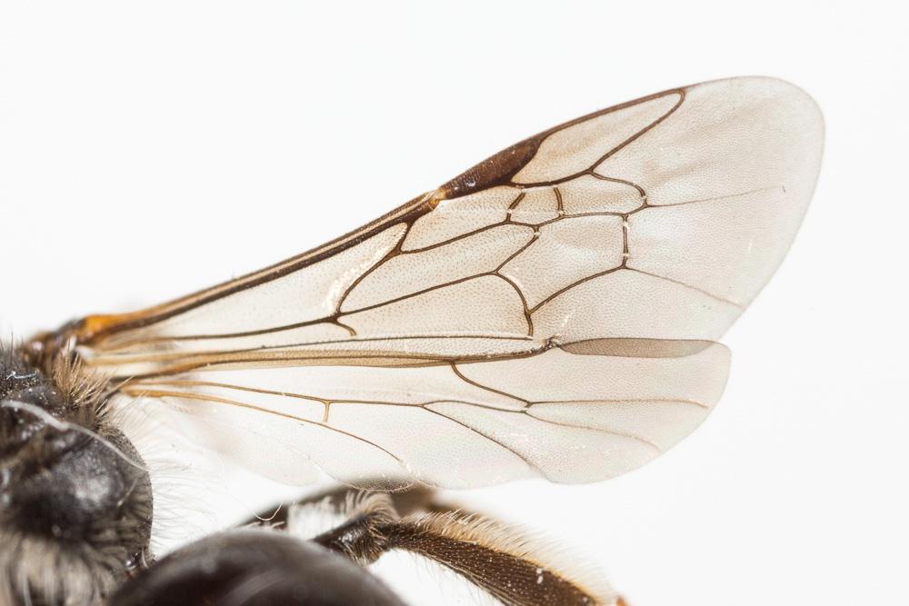  Andrena fulvicornis (Schenck, 1853)
