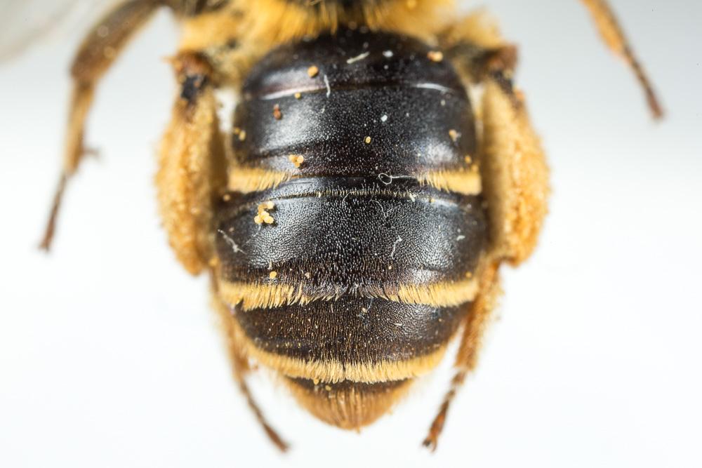 Le  Andrena similis Smith, 1849