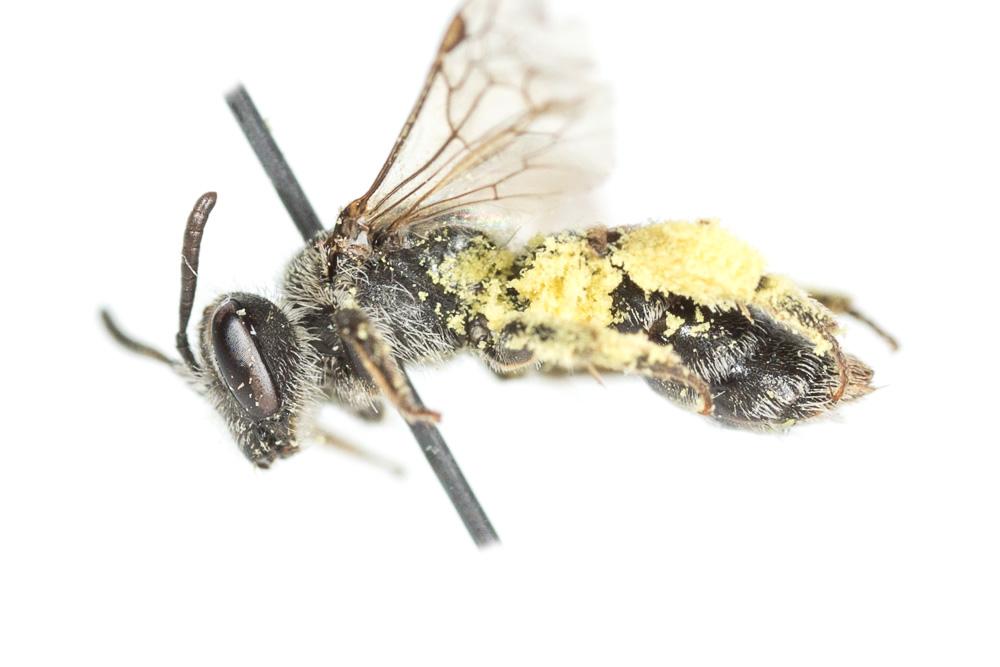  Andrena spreta Pérez, 1895