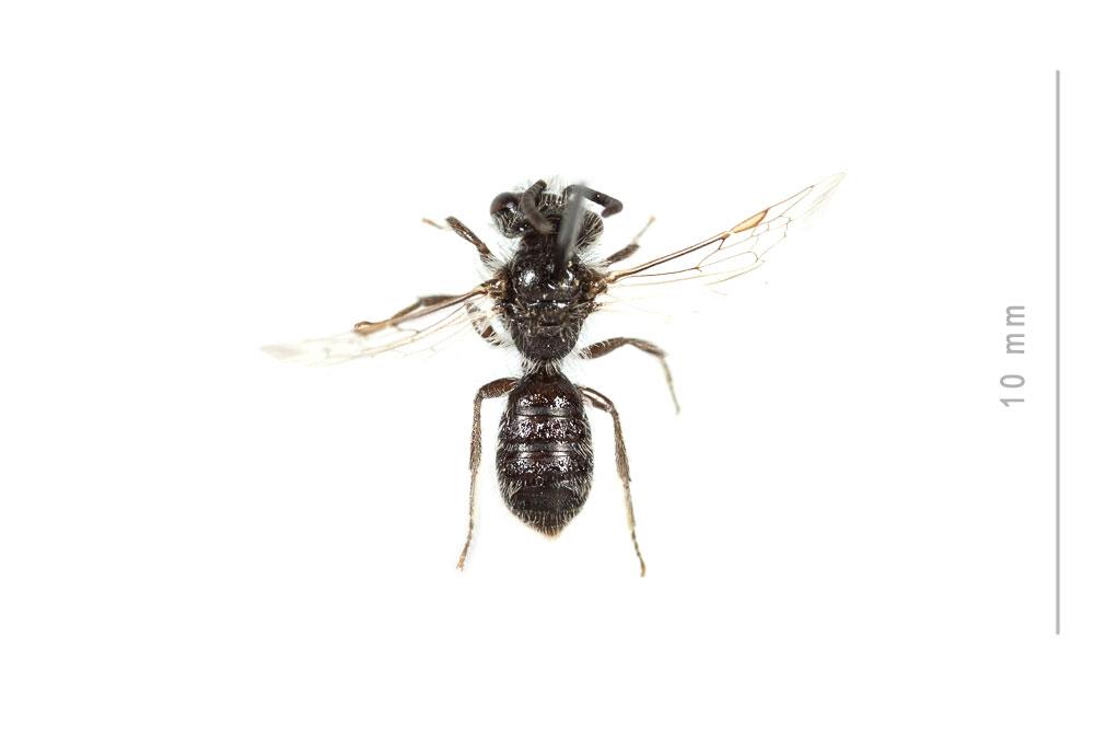  Andrena spreta Pérez, 1895