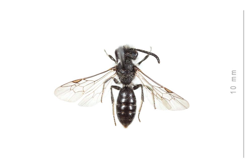Le  Andrena tenuistriata Pérez, 1895