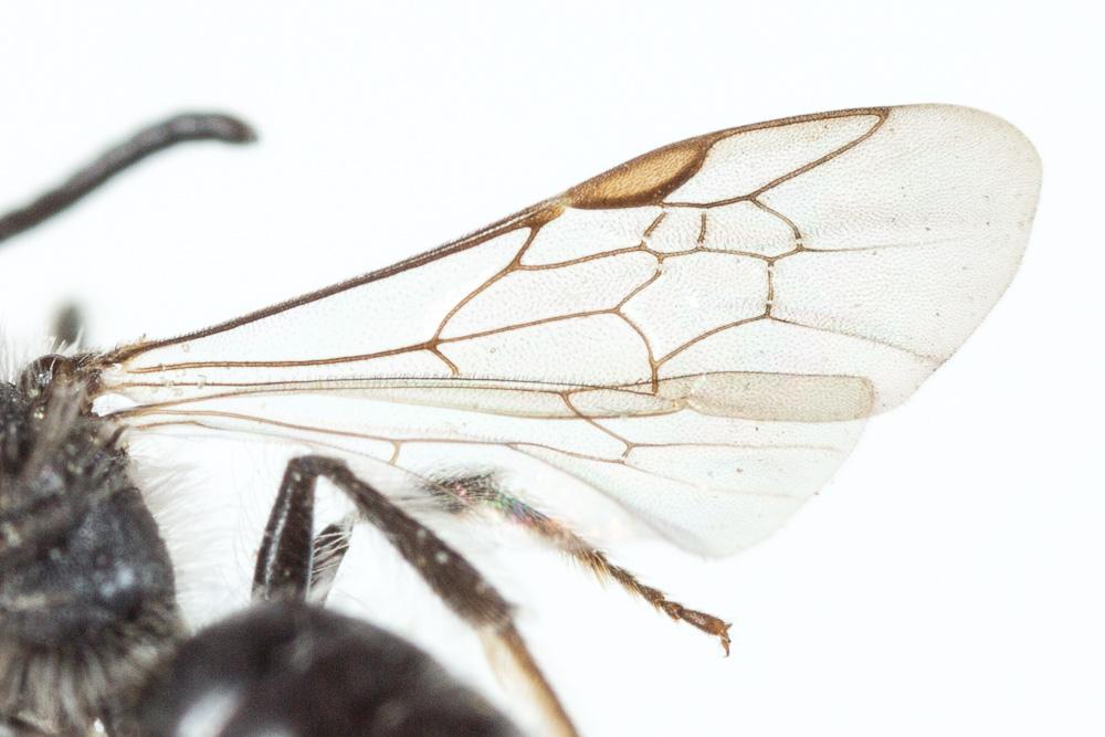 Le  Andrena tenuistriata Pérez, 1895