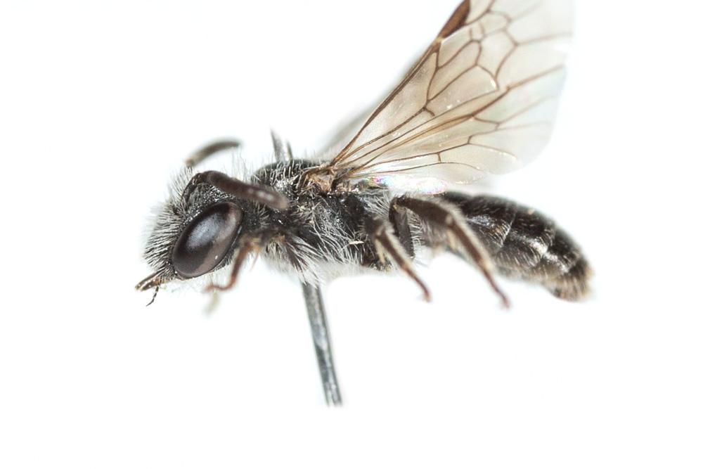  Andrena verticalis Pérez, 1895