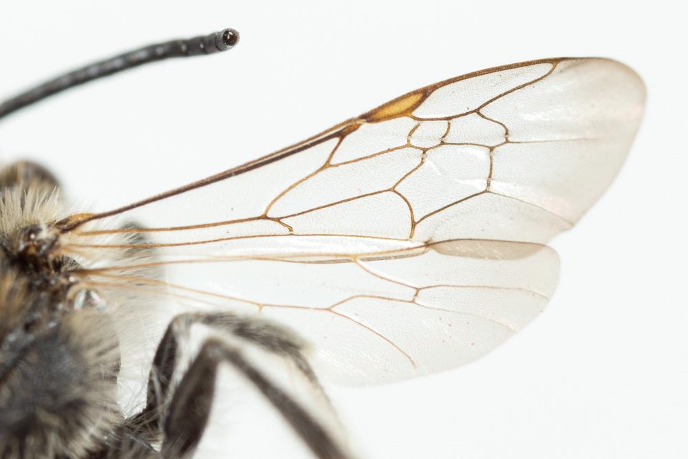 Le  Andrena wilkella (Kirby, 1802)