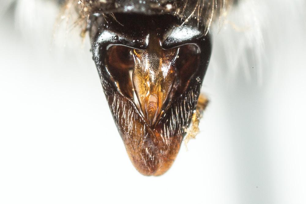 Le  Andrena bicolorata (Rossi, 1790)