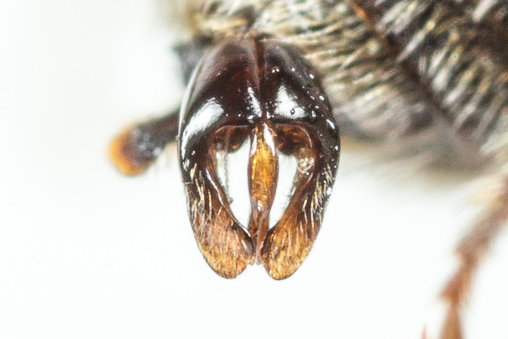  Andrena colletiformis Morawitz, 1874