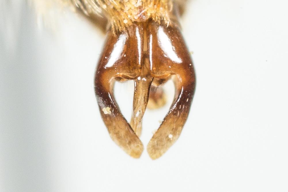 Le  Andrena hesperia Smith, 1853