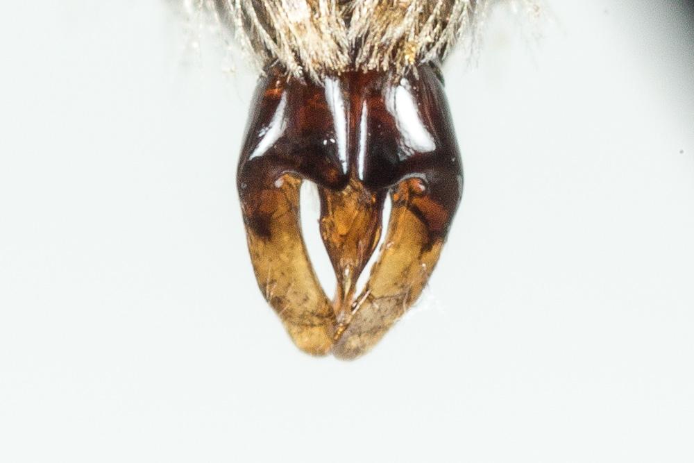 Le  Andrena minutula (Kirby, 1802)