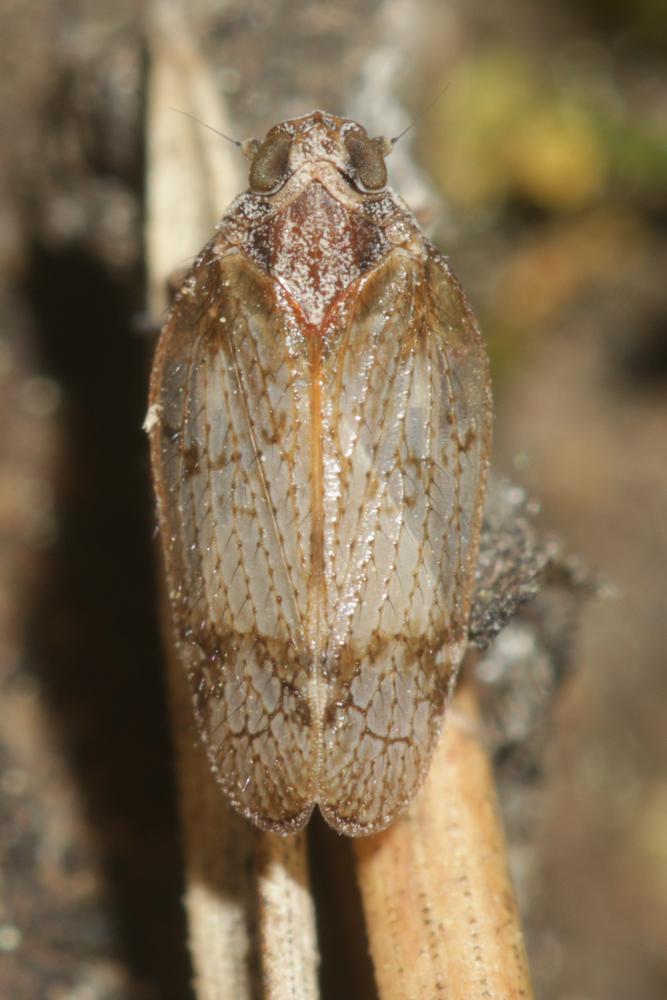 Le  sp. Cixiidae Spinola, 1839 sp.