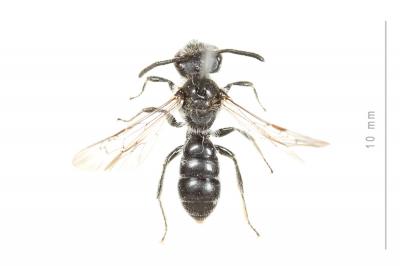  Andrena fabrella Pérez, 1903