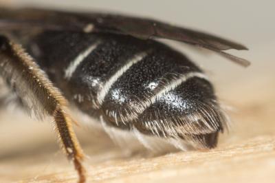  Andrena fulvicornis (Schenck, 1853)