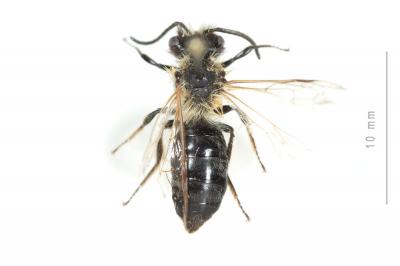  Andrena nitida (Müller, 1776)