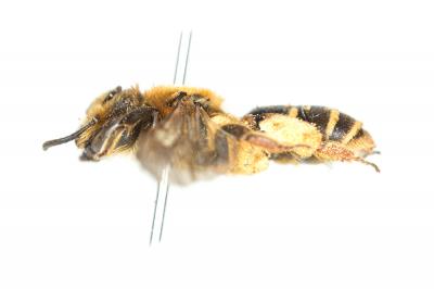  Andrena similis Smith, 1849