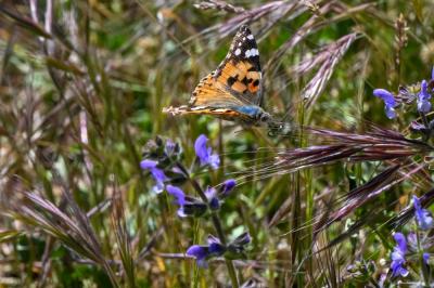 Vanessa cardui