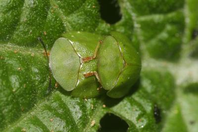 Cassida viridis