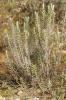 Immortelle des dunes, Immortelle jaune Helichrysum stoechas (L.) Moench, 1794