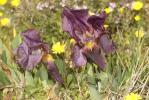 Iris jaunâtre Iris lutescens Lam., 1789