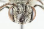  Andrena afzeliella (Kirby, 1802)