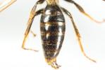  Andrena bucephala Stephens, 1846
